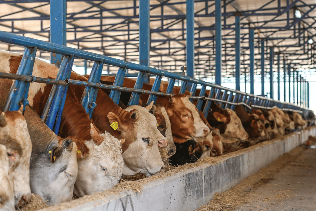 Turkiya chorva soni bo‘yicha Yevropa Ittifoqi davlatlarini ortda qoldirdi