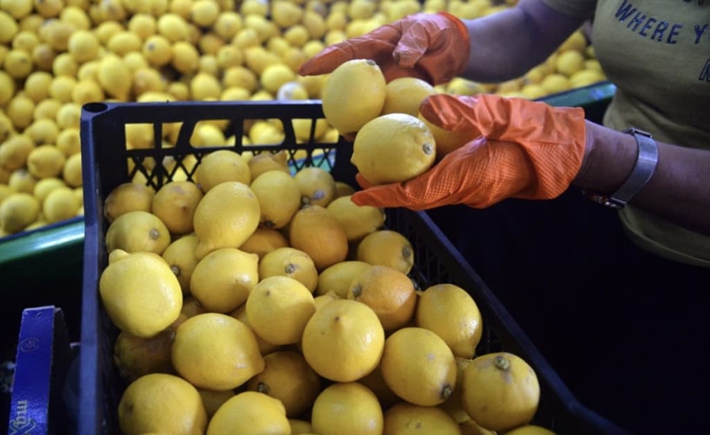 O‘zbekiston limon eksport qilishda Rossiyani asosiy bozorga aylantirdi
