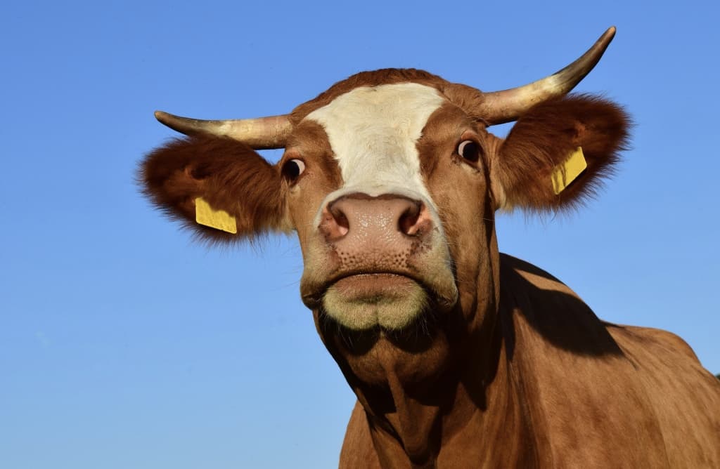 Senatorlar hayvonlarni hisobga olish to‘g‘risidagi qonunni tasdiqladi