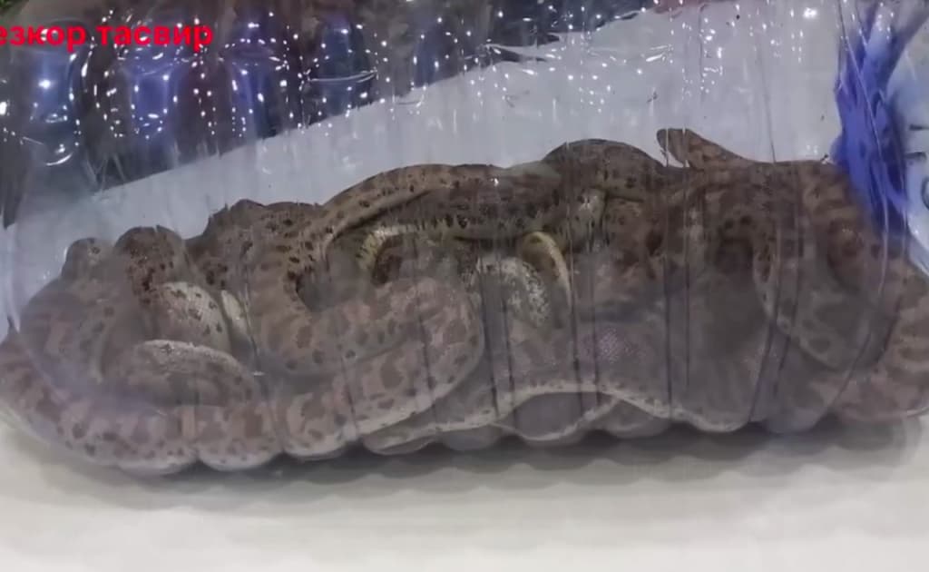 Qizil kitobga kiritilgan 15 bosh ilonni chegaradan olib chiqmoqchi bo‘lishdi