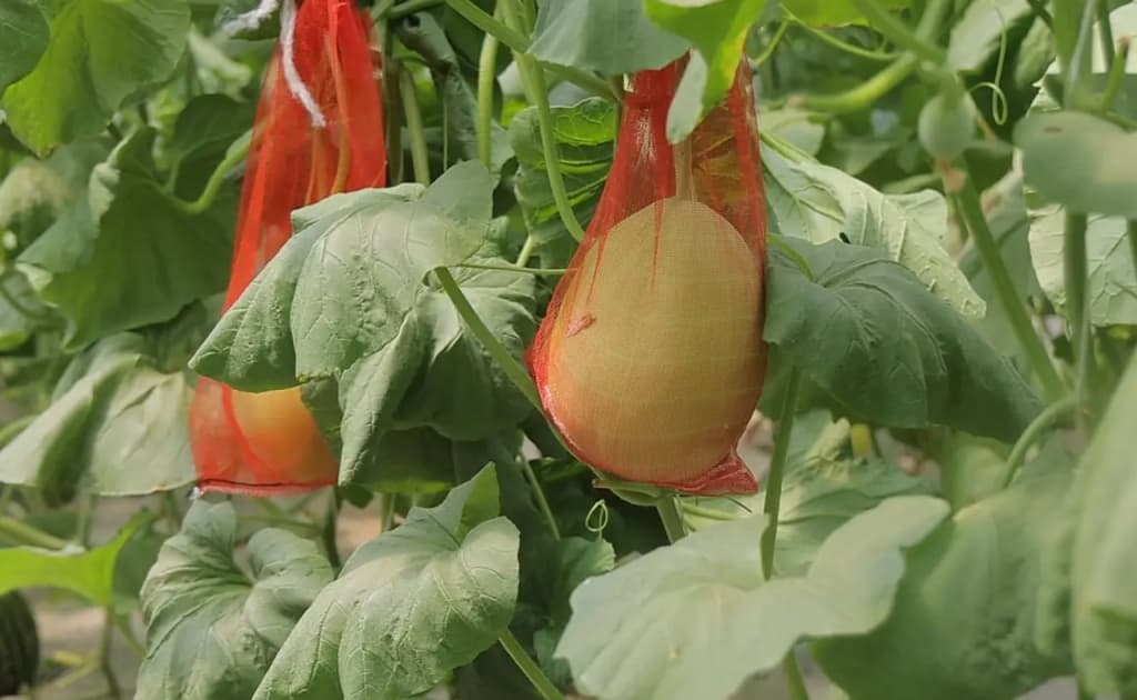 O‘zbekistonlik olimlar issiqxona uchun yangi qovun navlarini yaratmoqda