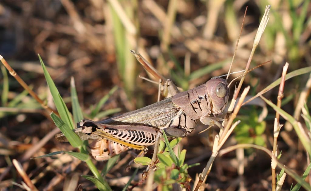 O‘zbekistonda chigirtkalar zarar yetkazgan maydon yarim million gektardan oshdi