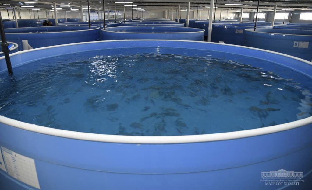 Baliqchilikda suv soliqlari avtomatik hisoblanadi