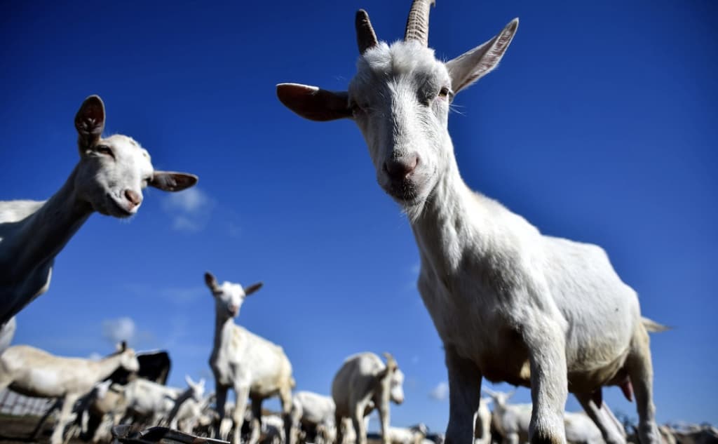 Mo‘g‘ulistondan 100 ming bosh mayda shoxli mol olib kelinadi