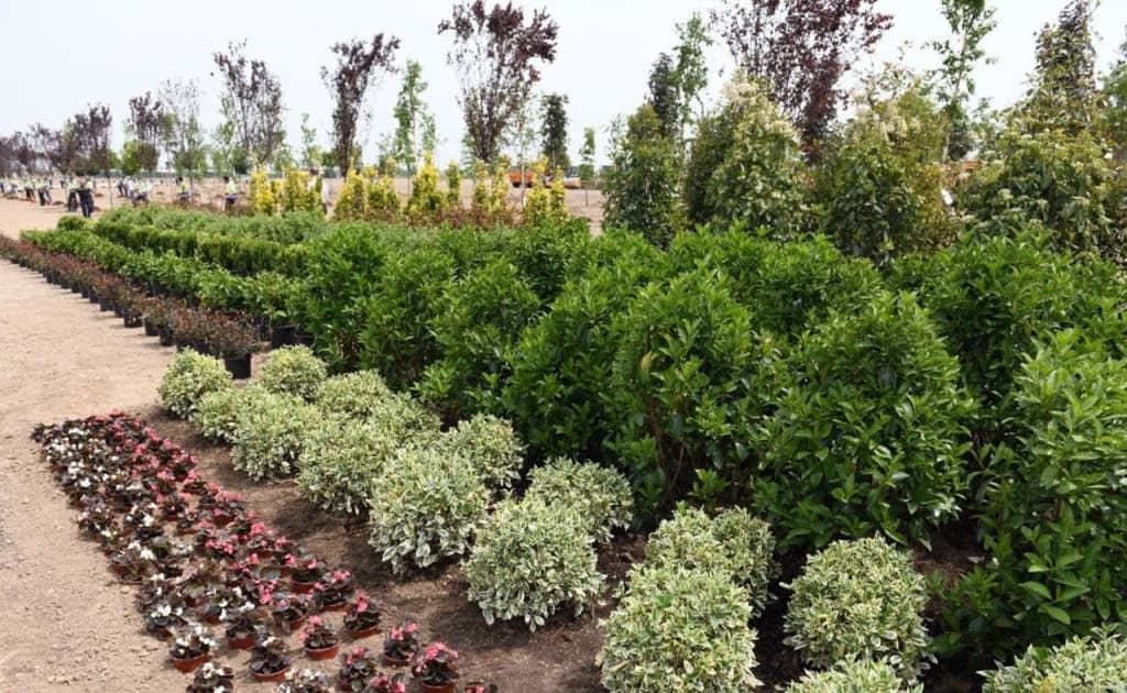 «In-vitro» шароитида кўпайтирилган кўчатлар учун субсидия берилади