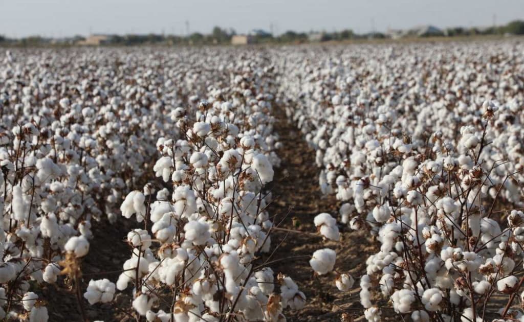 Ўзбекистон АҚШдан пахта импорт қилишни йўлга қўймоқда