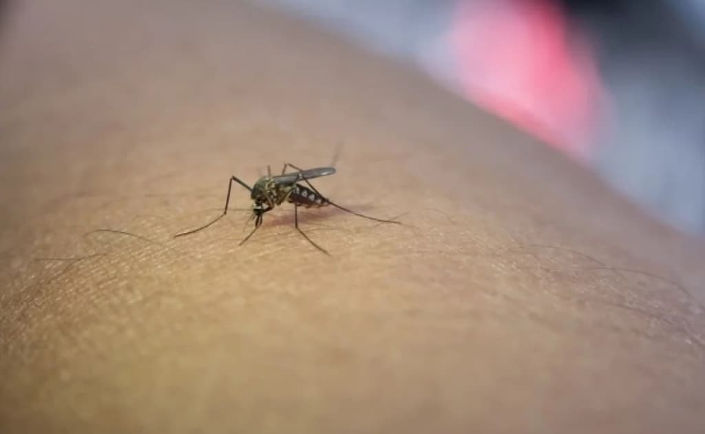 Chikungunya bezgagi O‘zbekistonga xavf solmaydi — Sanepidqo‘mita