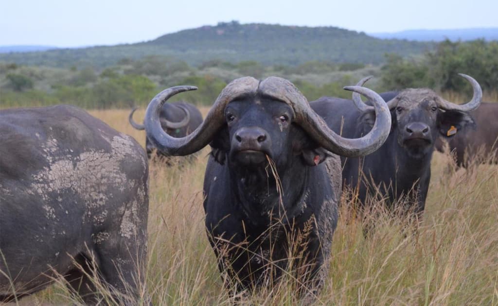 Ov qilayotgan millionerni buqa shoxlab o‘ldirdi