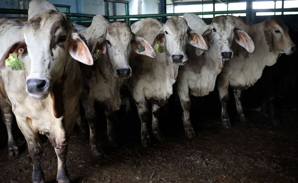 Qirg‘iziston qoramol eksportini 6 oyga to‘xtatdi