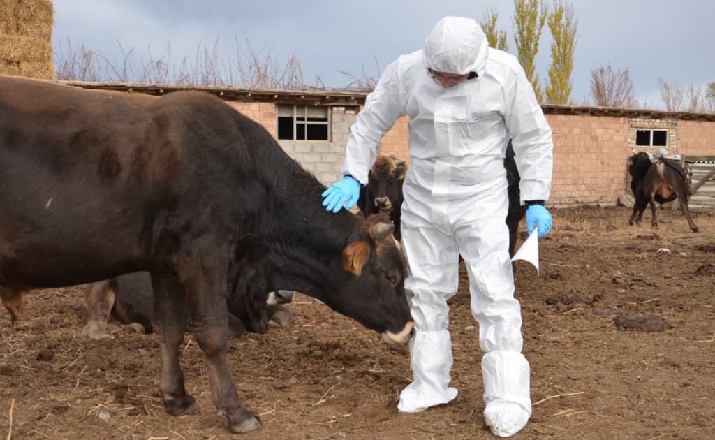 «Dermatit»mi yoki «go‘balak»? — Samarqandda mollar o‘limiga sabab bo‘layotgan kasallik chorvadorlarni xavotirga solmoqda