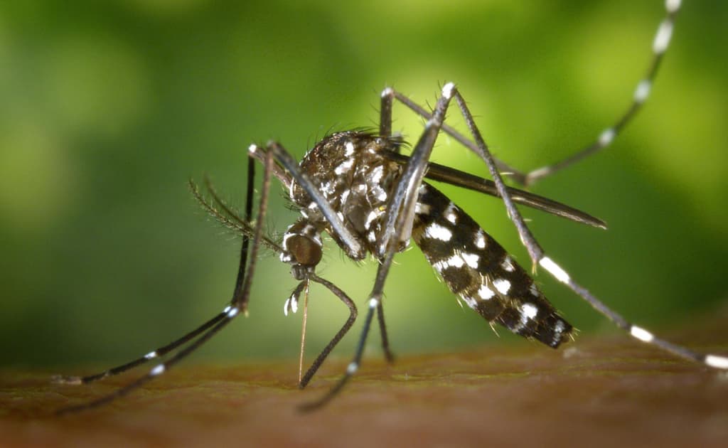 Buyuk Britaniyada ham chikungunya virusi bilan kasallanish holatlari ortmoqda