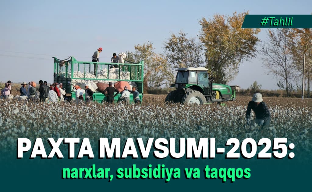 Paxta terimi boshlandi: narxlar, fermerlarga subsidiya va qo‘shni davlatlar bilan taqqoslash
