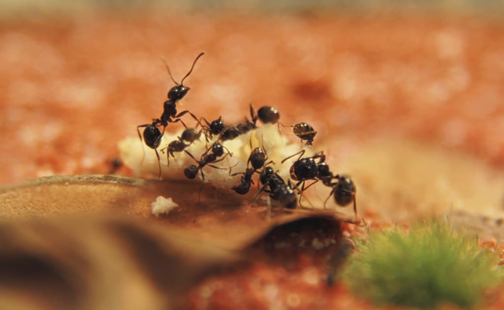 Yer sayyorasining katta qismini egallab olgan jonzot nomi aytildi