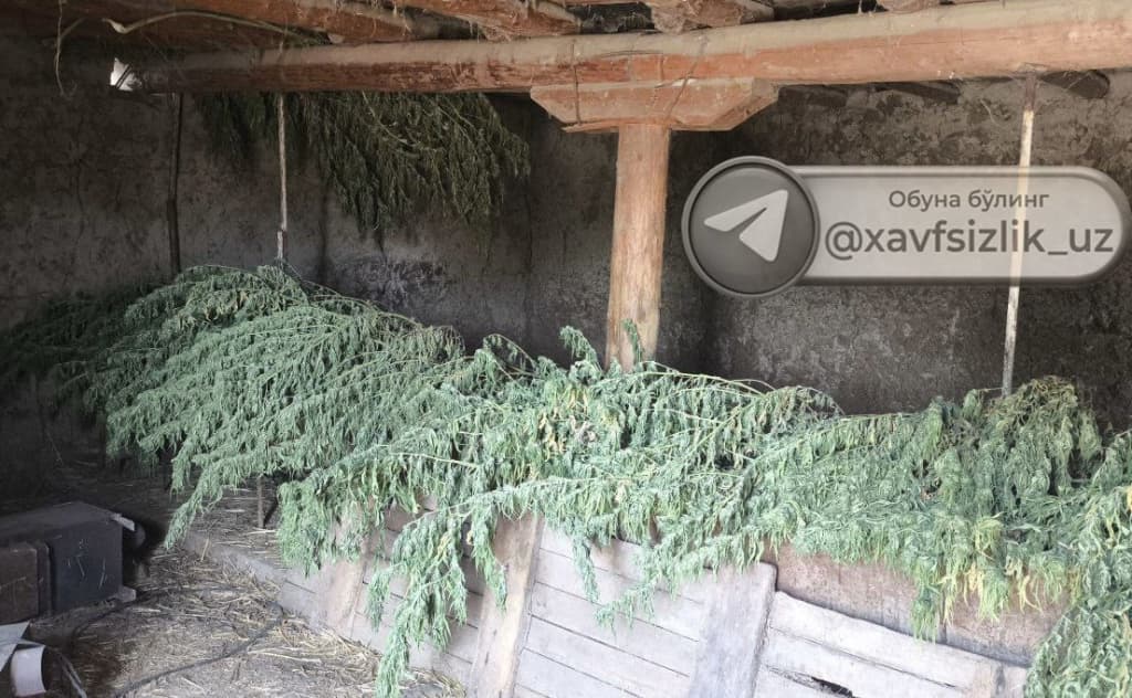 Samarqandda og‘ilxonadan 25 kg marixuana topildi