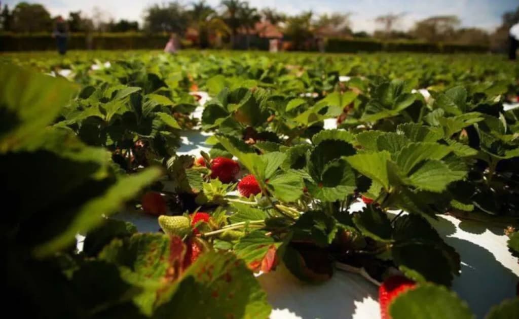 O‘zbekistonliklar Angliyaga ishga taklif qilinmoqda