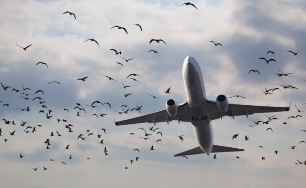 Toshkentga kelayotgan samolyot qushlar galasi bilan to‘qnashib, ortga qaytdi