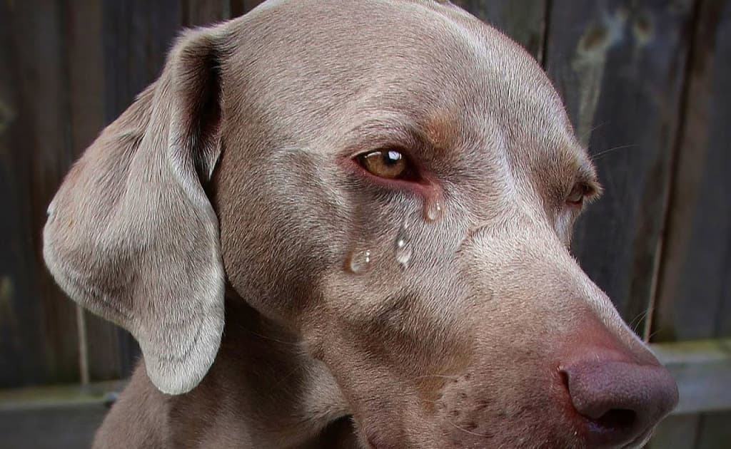 Olti oy ichida hayvonlarga nisbatan 30 dan ortiq zo‘ravonlik holatlari aniqlangan