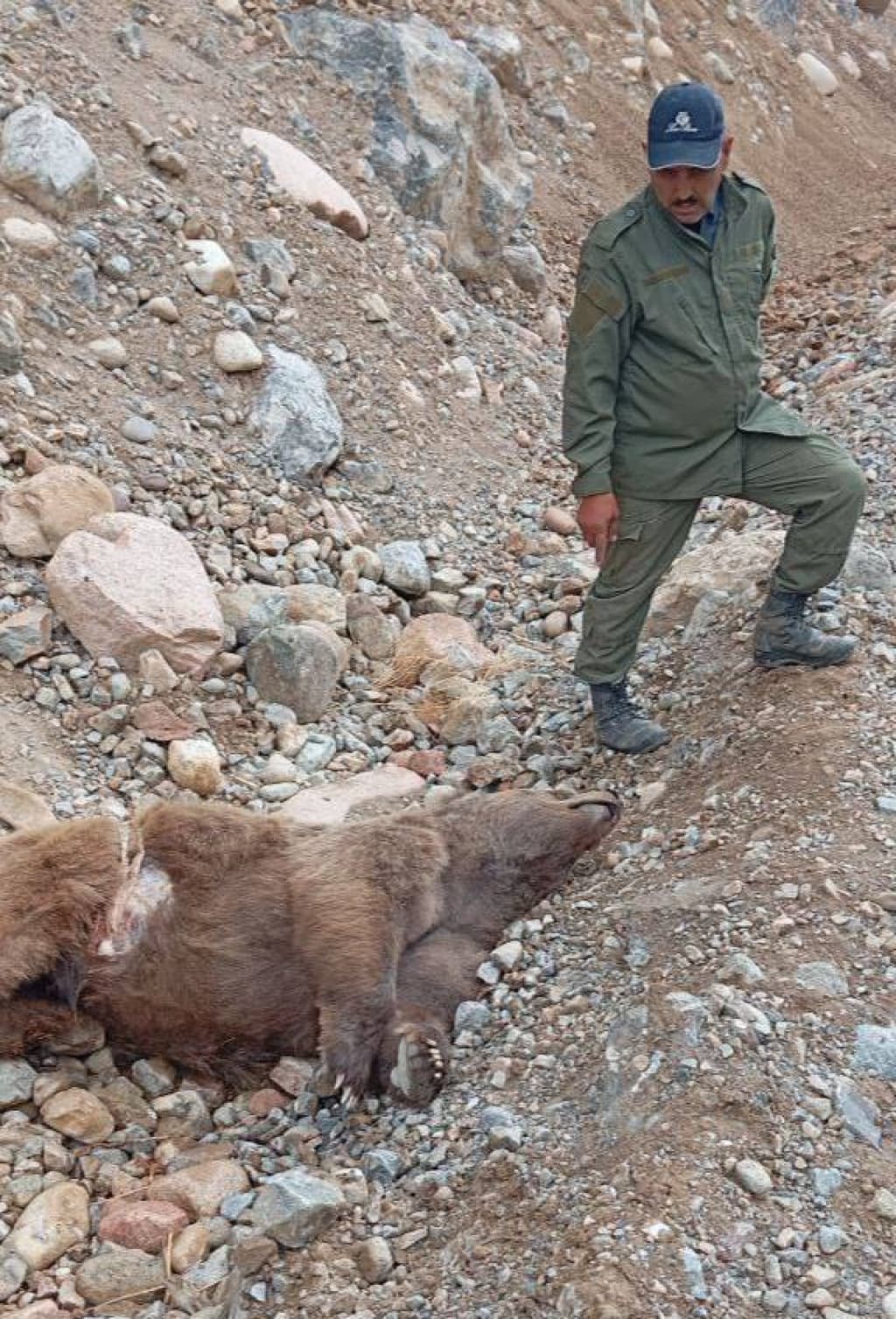 Toshkent viloyatida qo‘ng‘ir ayiq o‘lik holda topildi