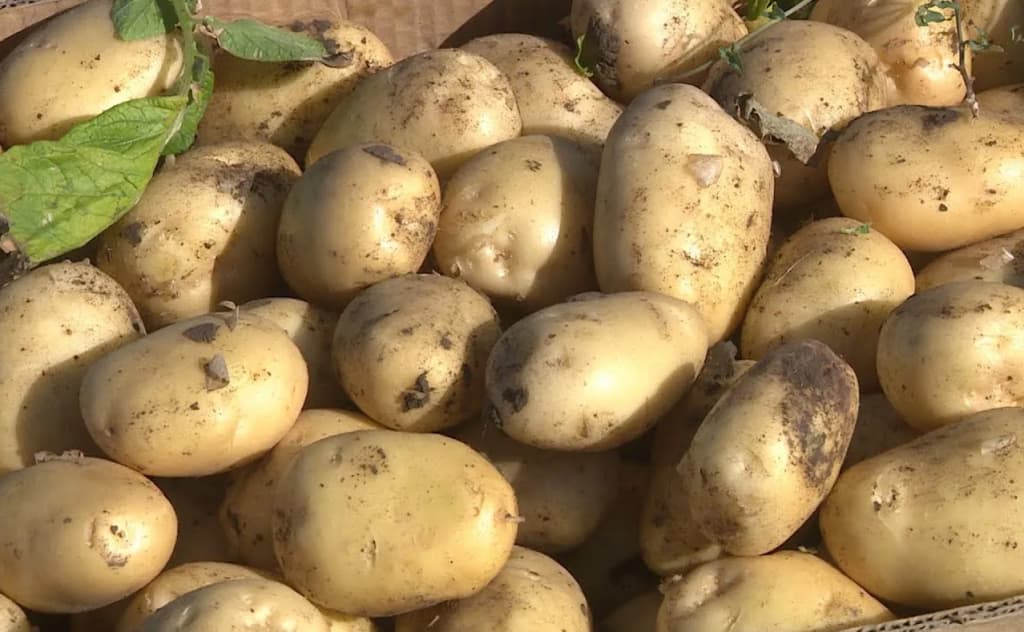 O‘zbekistonga kartoshka importida Pokiston yetakchilik qildi