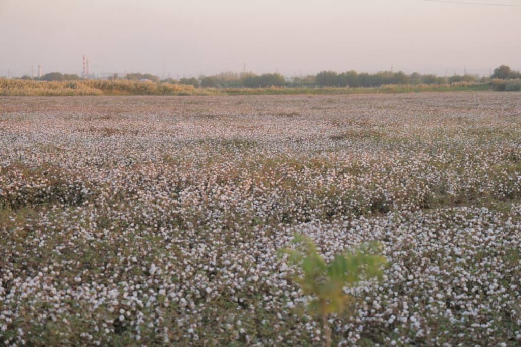 Bu yil paxta dalalarida mo‘l hosil yetishtirildi — fotojamlanma
