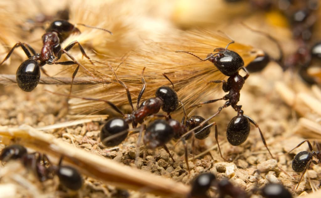 Британ олимлари кашфиёти: чумолилар ҳам касалликка қарши ҳимоя қуришар экан