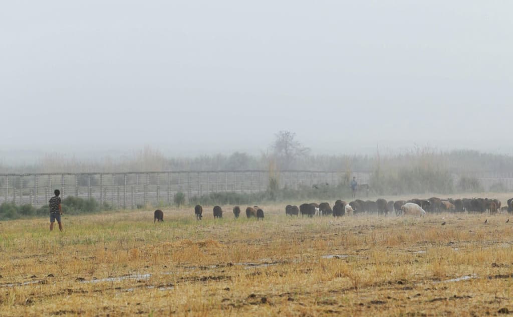 «Dehqonchilik va chorvachilik jar yoqasida» — Baxtiyor Abdug‘afur