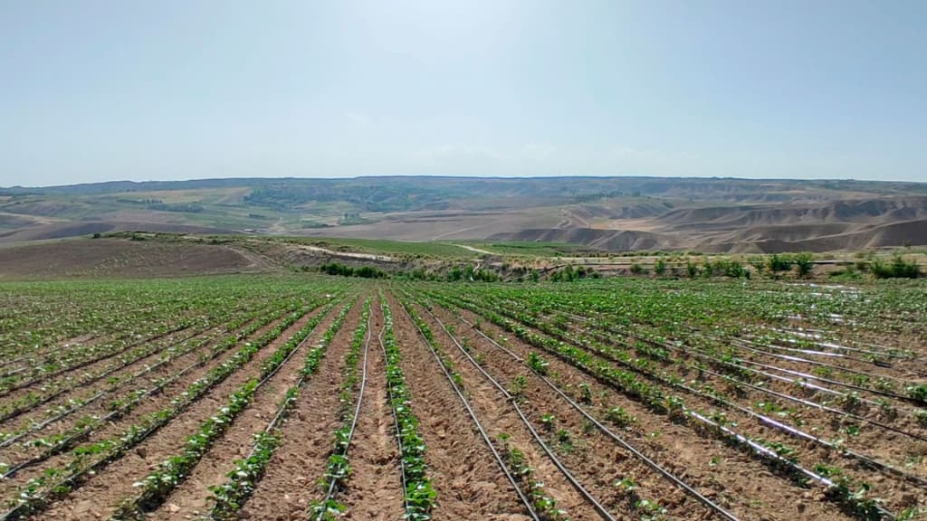 Qishloq xo‘jaligi vazirligi fermerlarga issiq kunlardagi dala ishlari bo‘yicha ogohlantirish berdi
