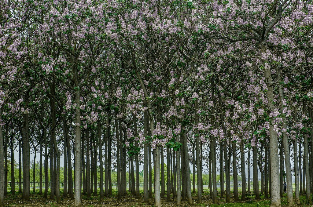 Pavloniya daraxtlarini ommaviy ekish Markaziy Osiyoda cho‘llanish xavfini kuchaytiradi