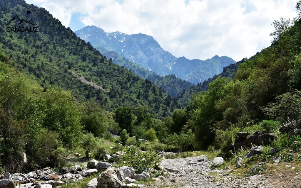 O‘zbekistonda o‘rmon xo‘jaligini raqamlashtirish markazi tashkil etiladi