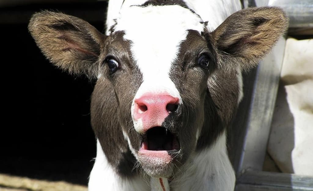 Toshkentda import go‘sht narxi iyun oyida 10 foizgacha oshdi