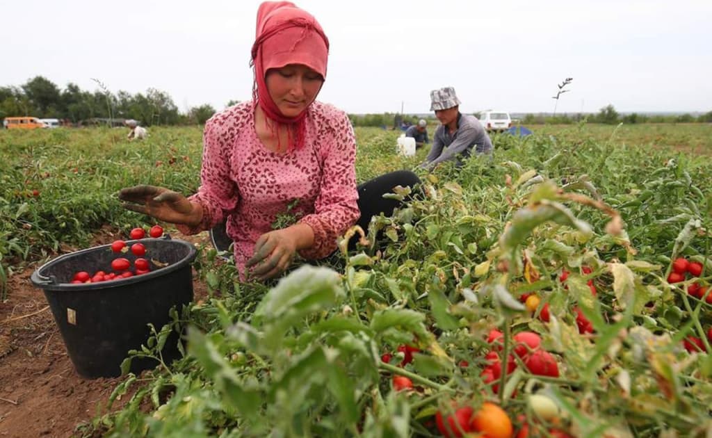Rossiyada mevalar yig‘ilmay qolmoqda: fermerlar ishchi yetishmasligidan norozi