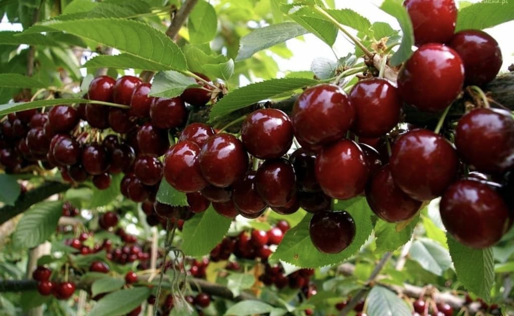 O‘zbekiston dunyodagi gilos yetishtiruvchi yetakchi mamlakatlar qatorida