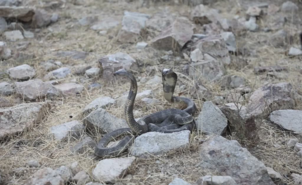 Surxondaryoda 23 bosh noyob ilon tabiatga qo‘yib yuborildi