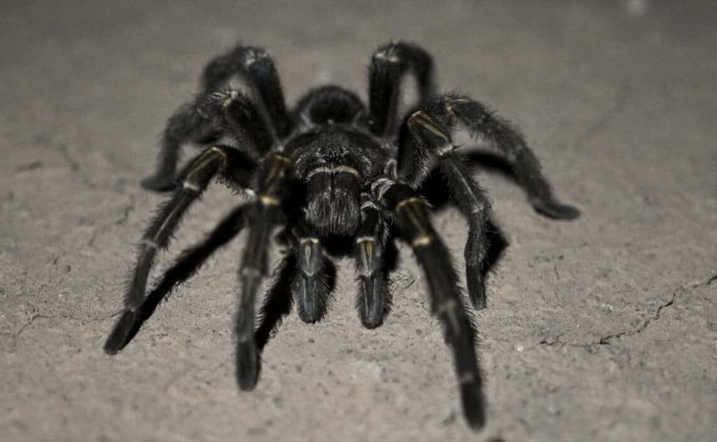 Germaniyada qandolat qutilarida yashirilgan 1 500 dan ortiq o‘rgimchak musodara qilindi