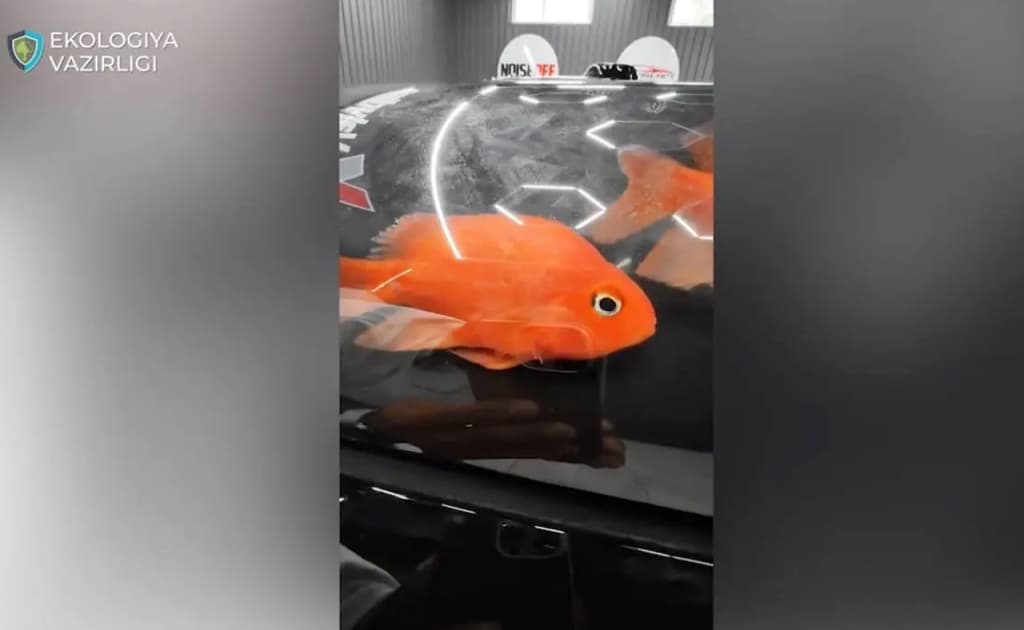 Mashina kapotida «akvarium»: baliqlar bilan video jazoga olib keldi