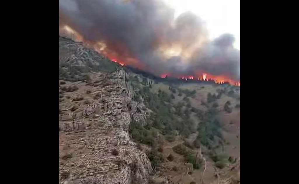 Surxondaryodagi davlat qo‘riqxonasida yong‘in chiqdi