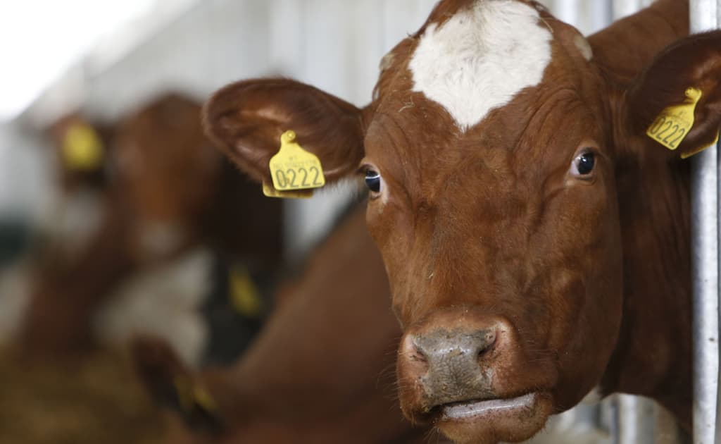 O‘zbekistonda hayvonlarni identifikatsiya qilish tartibi belgilandi