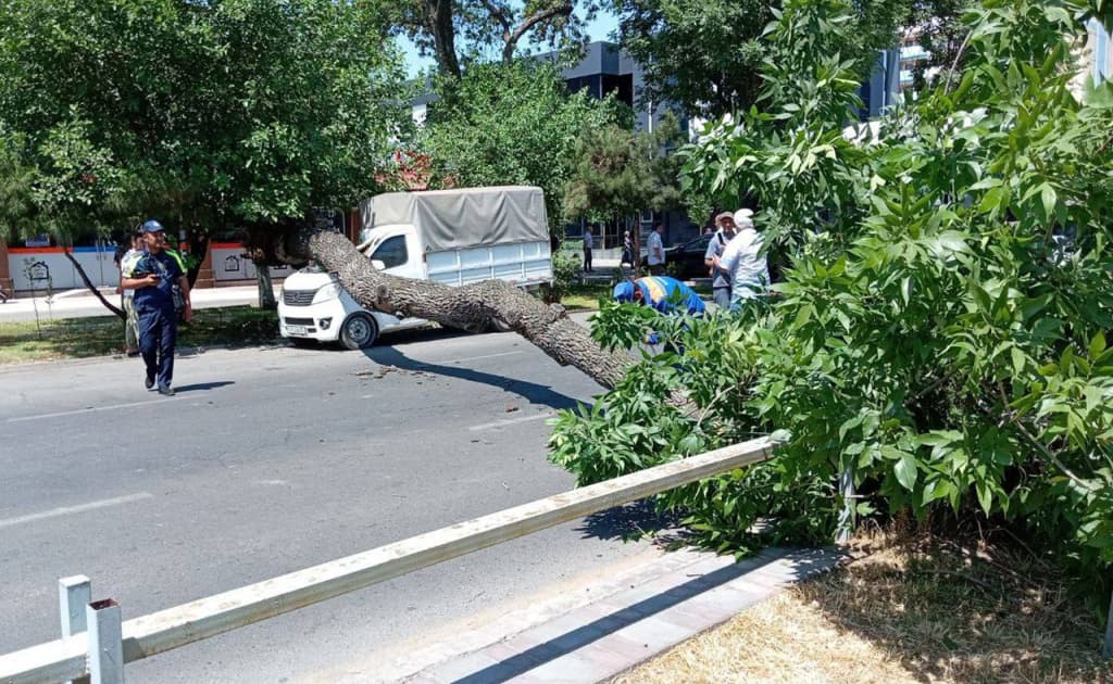 Toshkentda qurib qolgan va shikastlangan daraxtlar inventarizatsiyasi boshlandi