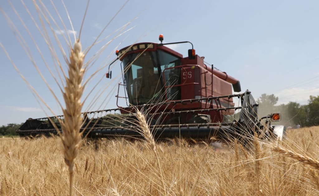 Qozog‘istondan O‘zbekistonga eksport qilinadigan don miqdori 34,4 foizga o‘sdi