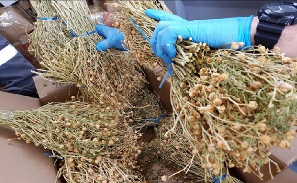 Rossiyaga isiriq olib kirmoqchi bo‘lgan ayol 8 yilga qamaldi