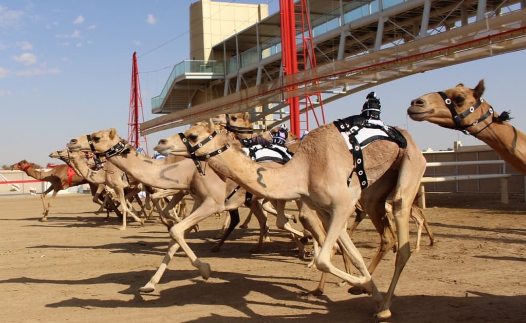 O‘zbekistonda tuya sporti va chovgan federatsiyasi tuzildi