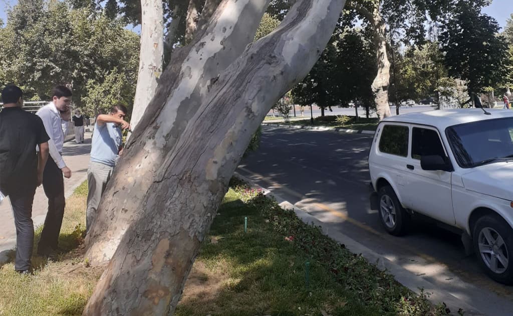 Samarqandda chinorlar kesildi, rasmiylarda asos, odamlarda qo‘rquv bor. Xavotir nimadan?