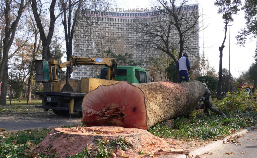 Endi daraxtlarning noqonuniy kesilishi kosmik monitoring orqali aniqlanadi
