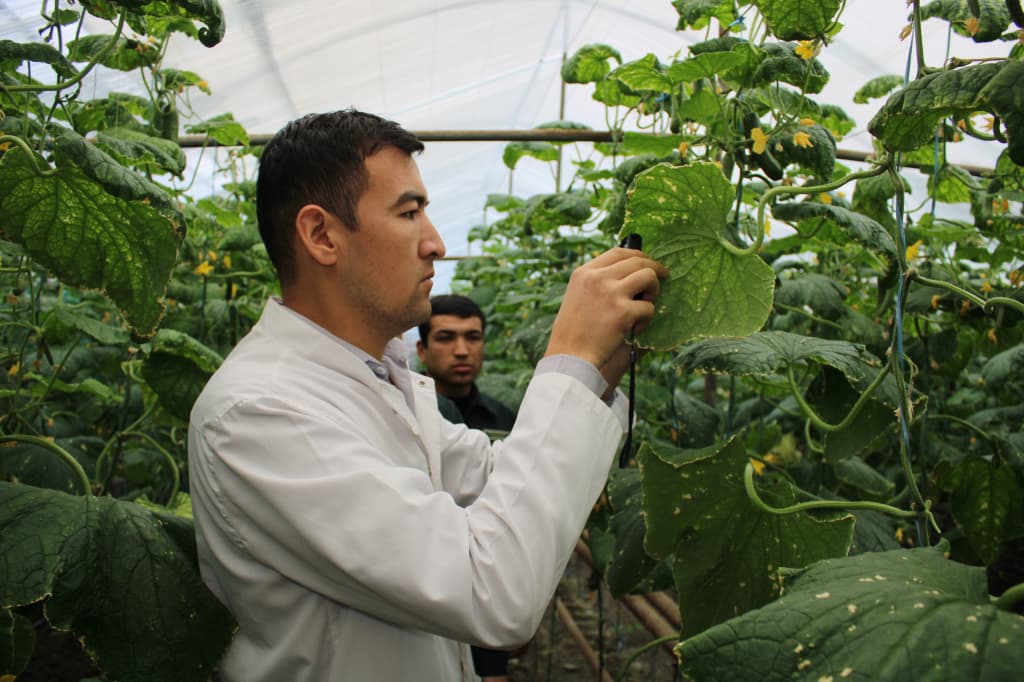 Issiqxona xo‘jaliklariga soliq imtiyozlari berildi