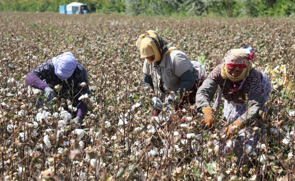 Surxondaryoda ayollar paxta terimiga majburiy jalb qilingani tasdiqlandi