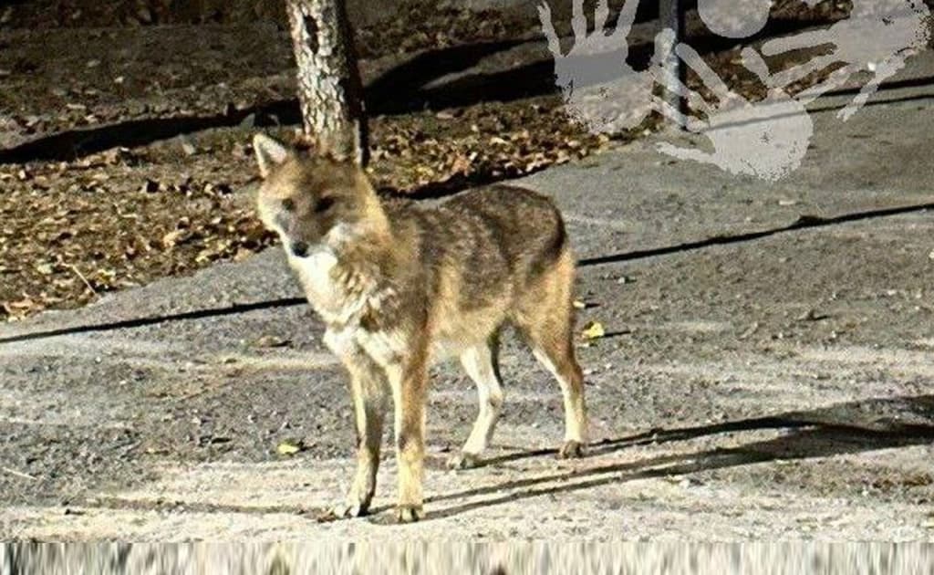 Toshkent markazida shoqol yurgani aytilmoqda