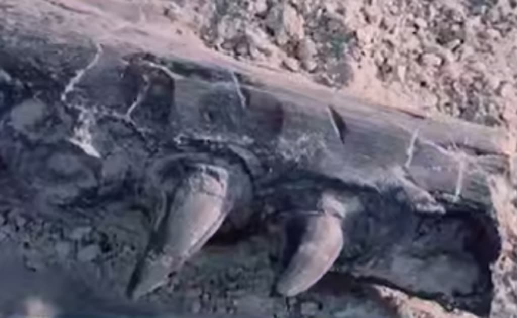 Qoraqalpog‘istonda dinozavr suyaklari topildi