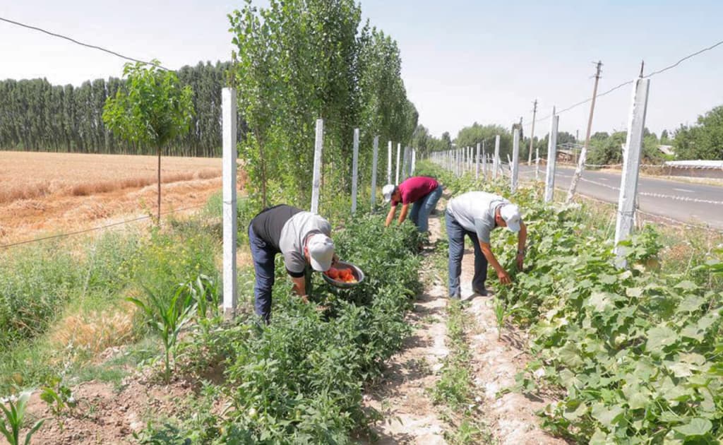 Senat dala chetlariga ekin ekmagan fermerlarga uch barobar soliq joriy etishni nazarda tutuvchi qonunni ma’qulladi