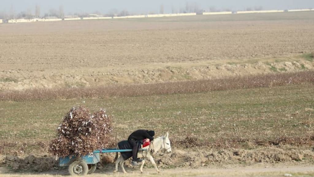O‘zbekiston qishloq xo‘jaligi 9 oyda 4 foizga o‘sdi