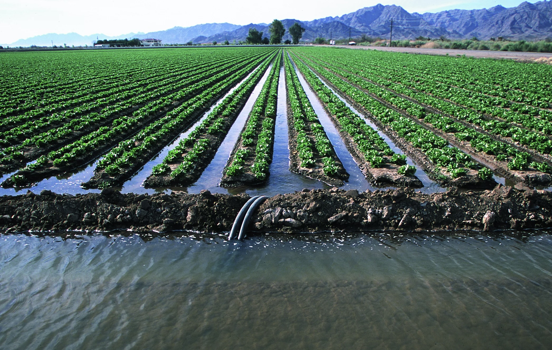 Irrigatsiya